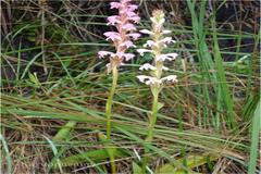 Satyrium nepalense